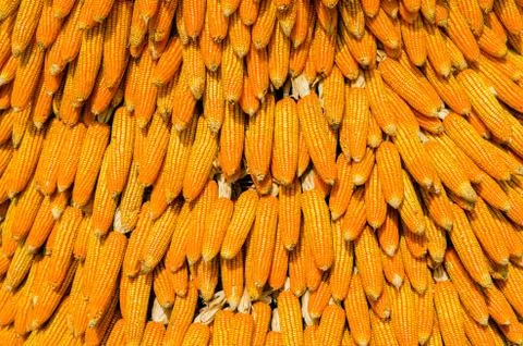 Indian corn Stock Photos