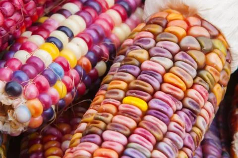 Indian corn in soft focus Stock Photos
