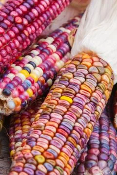 Indian corn in soft focus Stock Photos