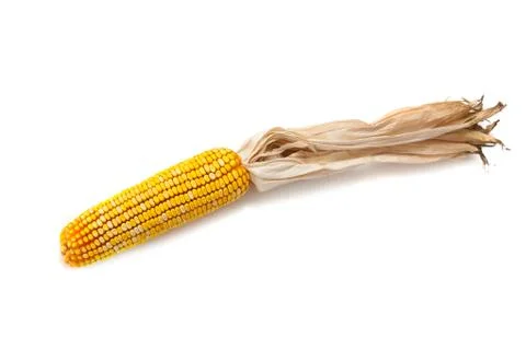 Indian corn on a white background Stock Photos