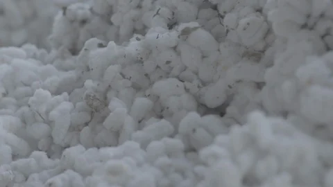 Indian Cotton Video stock 112399671