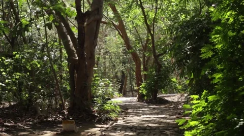 Indian couple walking through dense jungle 動画素材 55551834