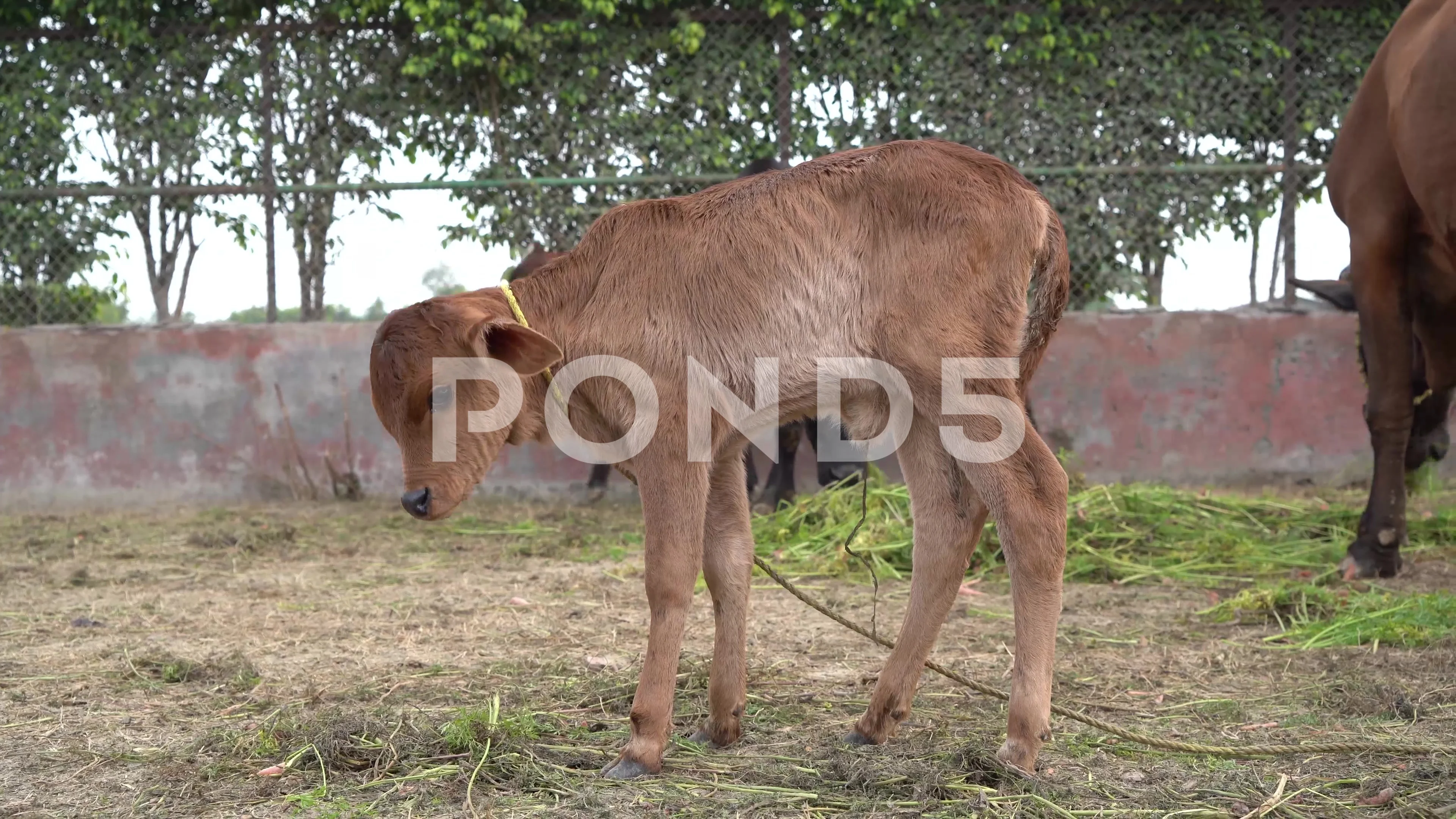 Indian Cow png images | PNGEgg