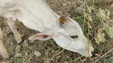 A indian cow eating grass in farm Stock Footage