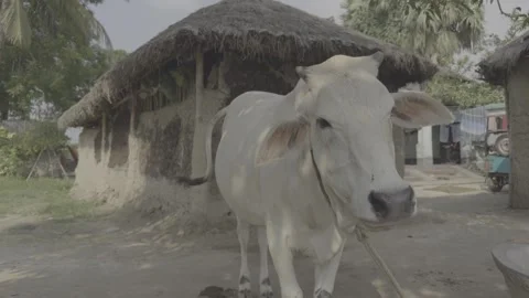 Indian Cow Stock Footage 297253594