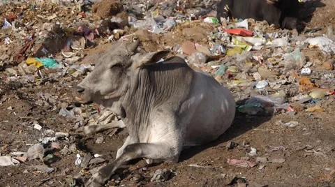 Indian cow in garbage land Stock Footage