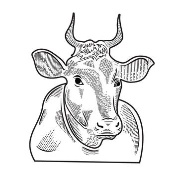 Indian Cow vector illustration Stock Illustration