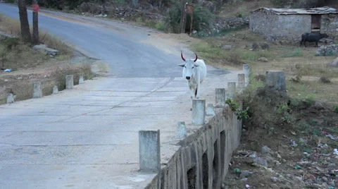 Indian cows goind on the road 스톡 동영상 58889337