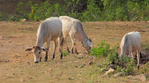 Indian cows graze in the meadow Stock-Footage 59121842