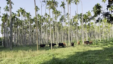 Indian cows grazing Stock Footage 272780183