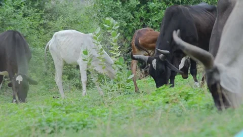 Indian  cows grazing in the grass field 스톡 동영상 156185488