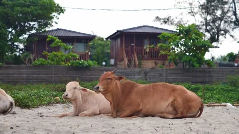 Indian cows lie on the beach Stock Footage 265232785