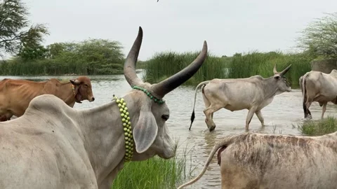 Indian Cows Walking Through Water in Rural Village Wetland Livestock Scene Stock Footage 332779226