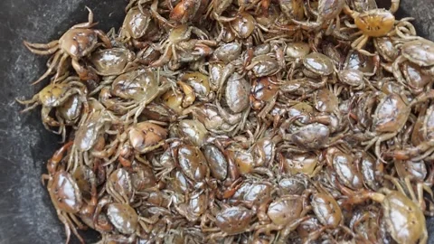 Indian crabs leg pulling each other. Stock Footage 221963018