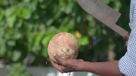 Indian Cracking Open A Coconut Stock Footage 248790267