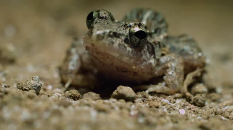 Indian cricket frog also called  rice field frog (Fejervarya limnocharis) Rec709 Video stock 61799621