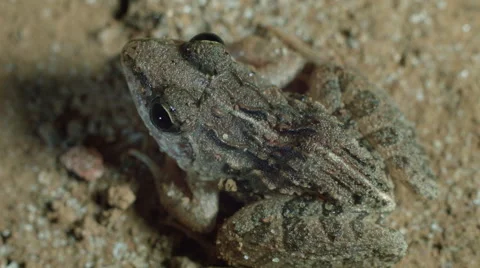 Indian cricket frog also called  rice field frog (Fejervarya limnocharis)Rec709 Video stock 61801904