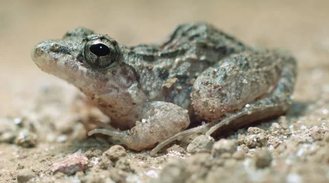Indian cricket frog also called  rice field frog (Fejervarya limnocharis) Video stock 61802226