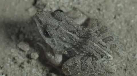 Indian cricket frog or  rice field frog (Fejervarya limnocharis) LOG Footage Video stock 61802011