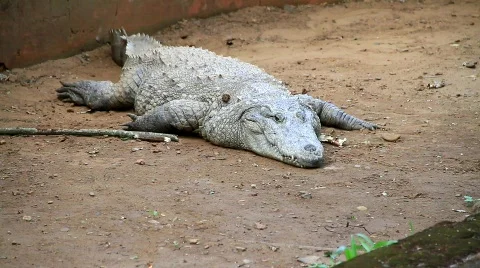 Indian Crocodile Stock Footage 703656
