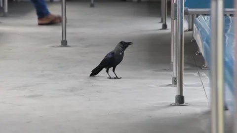 Indian Crow flew into the station and Stock Video Pond5