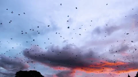 Indian Crows flock to the place of the overnight Stock Footage 196398603