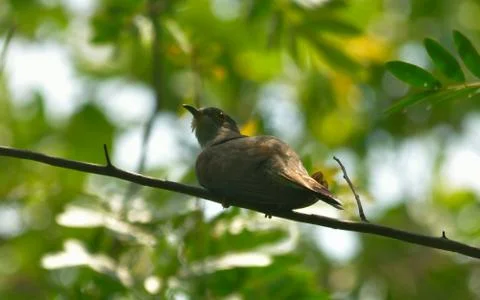 Indian cuckoo Foto stock