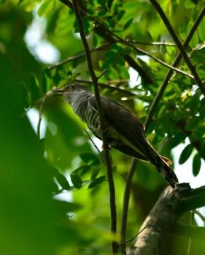 Indian cuckoo Stock Photos