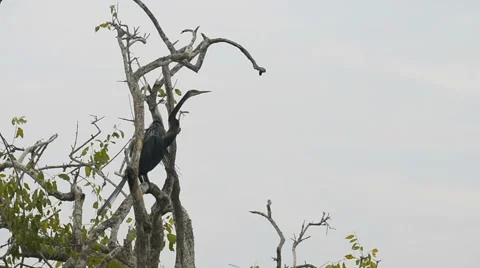 Indian Darter, Anhinga Melanogaster Stock Footage 50635228