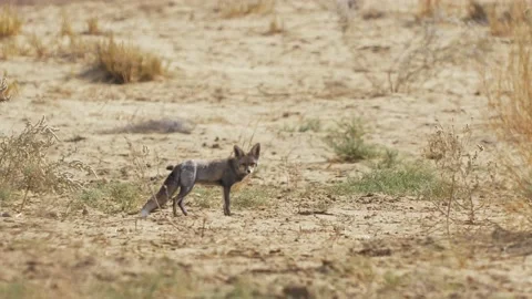 Indian Desert fox Stock Footage 139379494