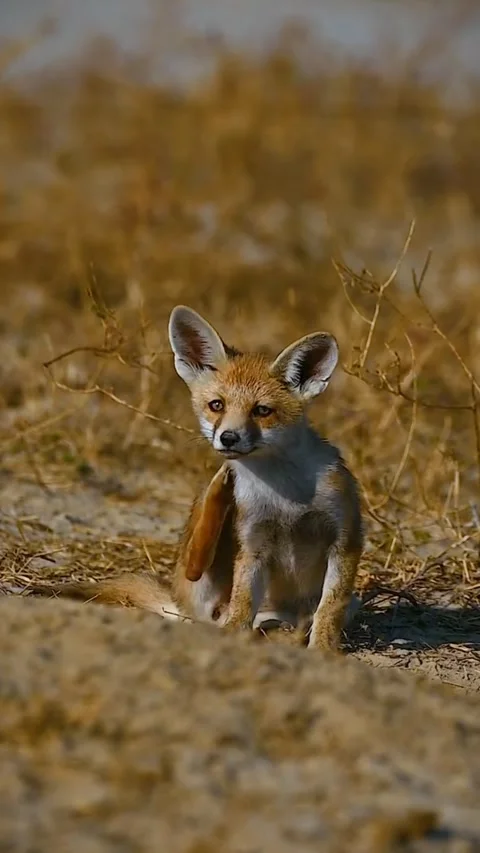 An Indian Desert Fox 動画素材 265029929