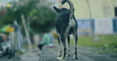 Indian domestic Animals Stock Footage 245013853