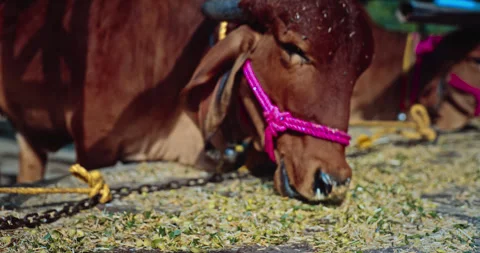 Indian domestic Animals Stock Footage 259741453