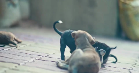 Indian domestic Animals Video stock 267547596