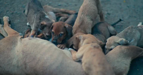 Indian domestic Animals Stock Footage 267551253