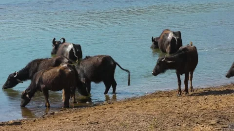 Indian Domesticated Buffalos Drinking Water from River to Cool Down in Hot .. Stock Footage 305832165