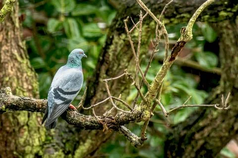 Indian Dove Foto stock
