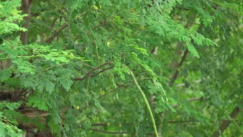 Indian Drumstick Tree Foliage with Green Leaves and Growing Superfood Pod. Stock Footage 338030485