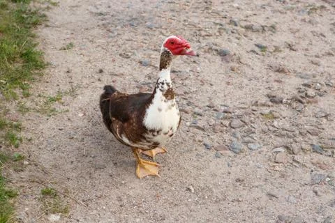 Indian duck on a sandy path Stock Photos