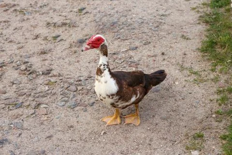 Indian duck on a sandy path Stock Photos