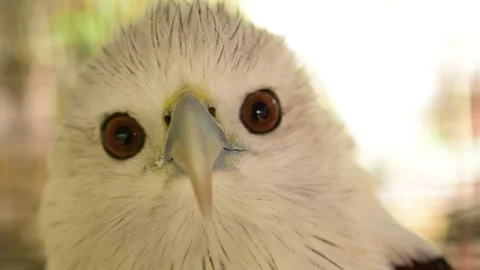 Indian Eagle close up from a tree Stock Footage 147131140