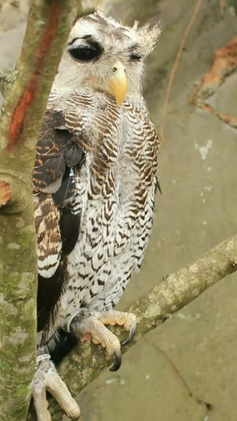 The Indian eagle-owl, also called the rock eagle-owl or Bengal eagle owl, Stock Footage 276225356