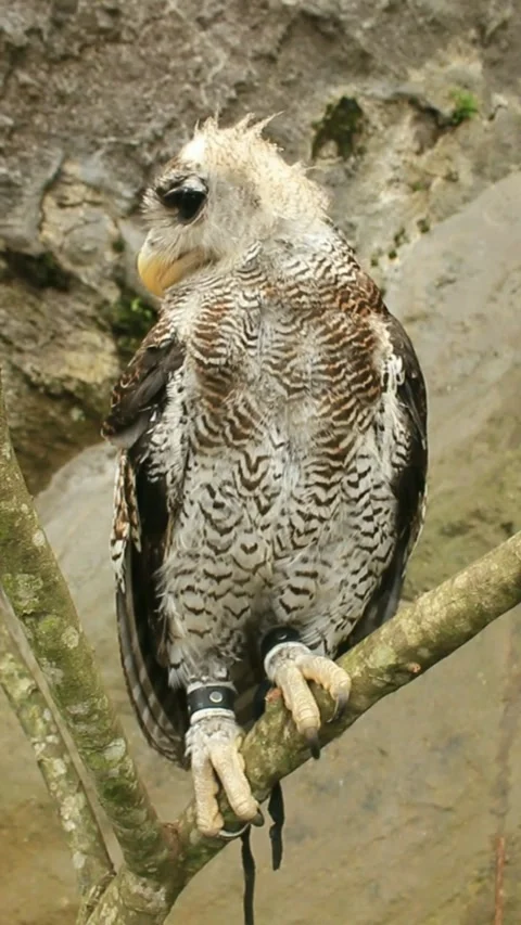 The Indian eagle-owl, also called the rock eagle-owl or Bengal eagle owl, Stock Footage 276225363