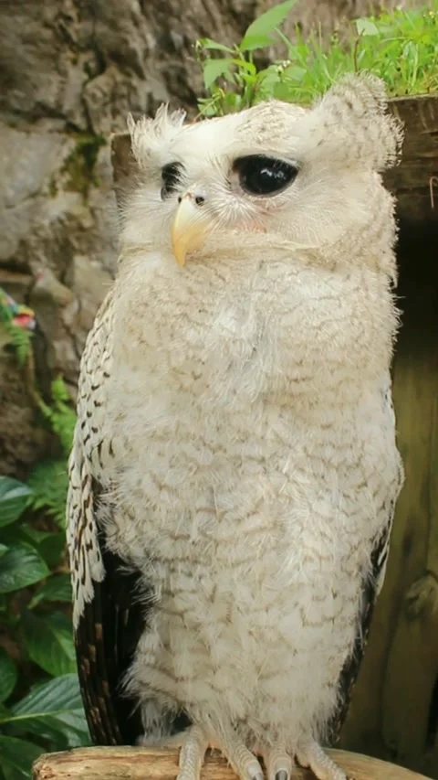 The Indian eagle-owl, also called the rock eagle-owl or Bengal eagle owl, Stock Footage 276225370
