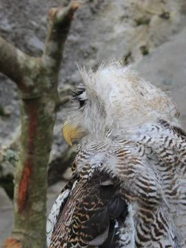 The Indian eagle-owl, also called the rock eagle-owl or Bengal eagle owl, Stock Photos