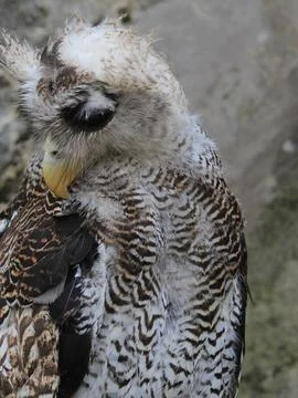 The Indian eagle-owl, also called the rock eagle-owl or Bengal eagle owl, Stock Photos