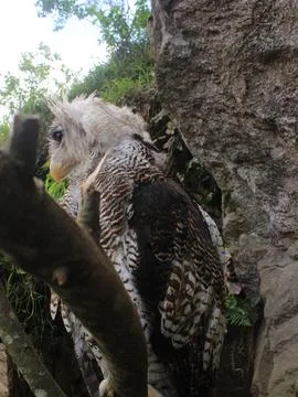The Indian eagle-owl, also called the rock eagle-owl or Bengal eagle owl, Stock Photos