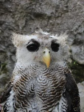 The Indian eagle-owl, also called the rock eagle-owl or Bengal eagle owl, Stock Photos