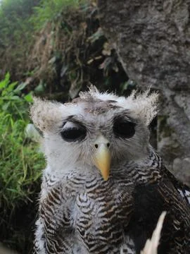 The Indian eagle-owl, also called the rock eagle-owl or Bengal eagle owl, Stock Photos