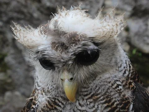 The Indian eagle-owl, also called the rock eagle-owl or Bengal eagle owl, Stock Photos